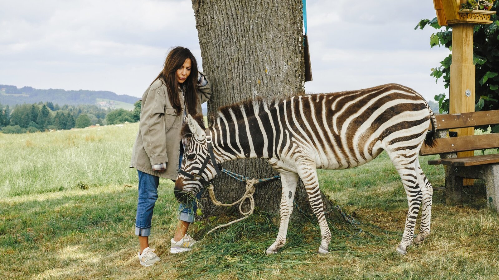 Zdf Herzkino Fr Hling Ein Zebra Im Garten Das Passiert In Neuen Folgen