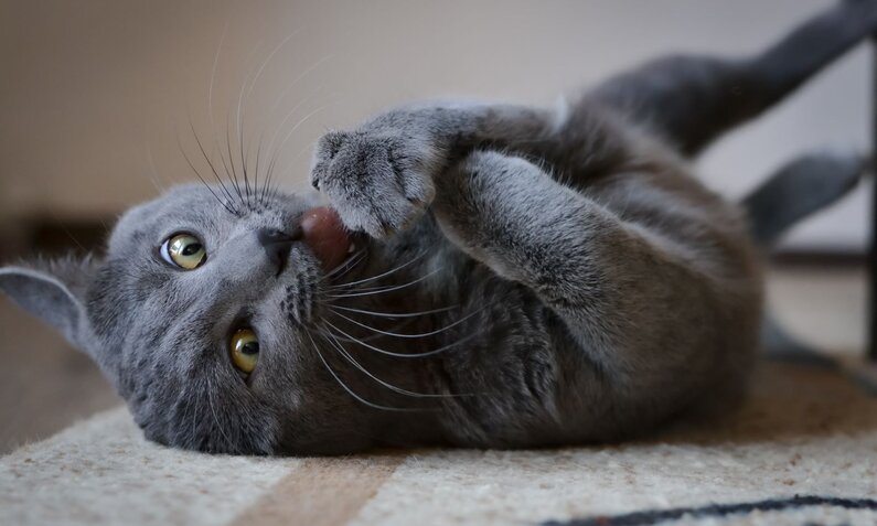 Graue Katze mit grünen Augen liegt auf dem Rücken und spielt neugierig mit einer Olive auf einem Teppich. | © Adobe Stock /  Djordje