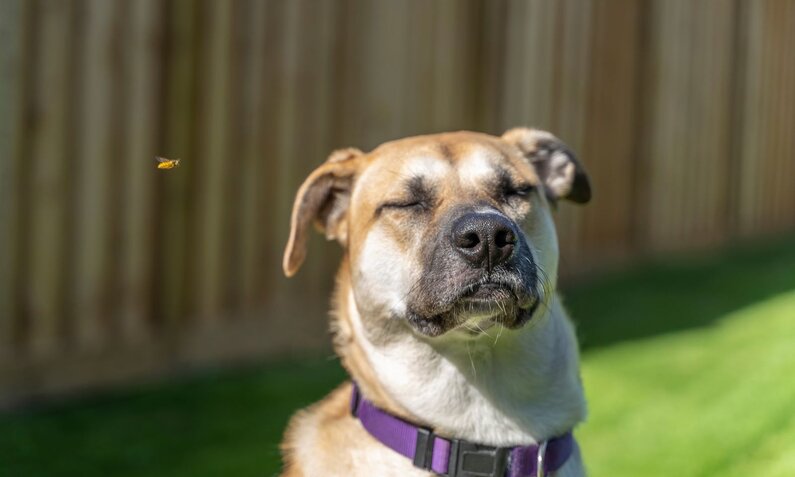 Ein brauner Hund mit geschlossenen Augen genießt die Sonne, während eine Wespe vor seinem Gesicht fliegt. | © Adobe Stock / Hypnotik Photography