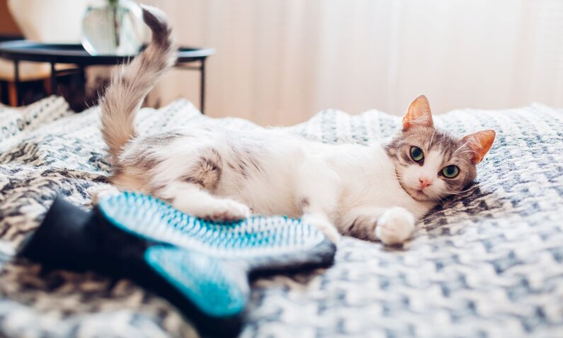 Eine grau-weiße Katze mit großen grünen Augen liegt entspannt auf einer gemusterten Decke neben einer blauen Katzenbürste. | © Adobe Stock / maryviolet