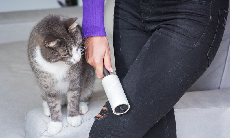 Eine Frau in schwarzer Jeans entfernt mit einer Fusselrolle Katzenhaare, während eine getigerte Katze interessiert zuschaut. | © Adobe Stock / Creative Cat Studio