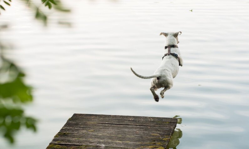 Weißer Hund in einem Geschirr springt von einem alten Steg ins ruhige Wasser eines Sees. | © Adobe Stock / aerogondo