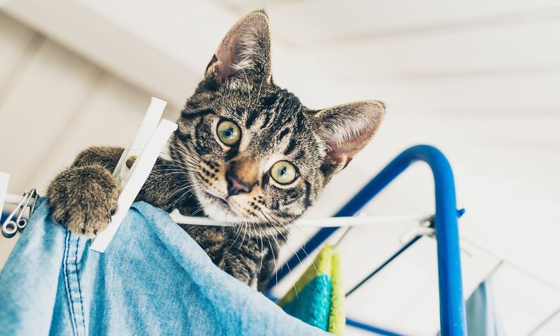 Neugierige getigerte Katze klettert auf einen Wäscheständer und blickt aufmerksam mit großen Augen in die Kamera. | © Adobe Stock / ysbrandcosijn