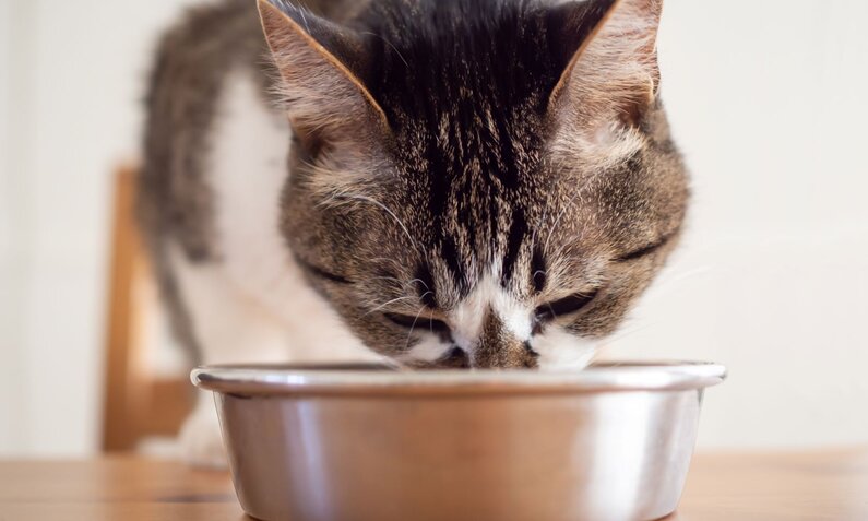 Getigerte Katze mit weißem Fell frisst konzentriert aus einem silbernen Napf auf einem Holztisch. | © Adobe Stock / karinrin