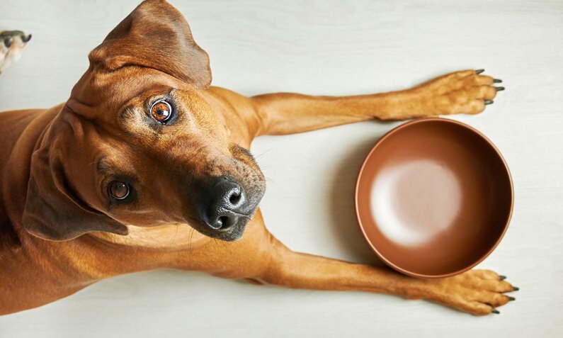 Ein großer brauner Hund liegt auf dem Boden und schaut mit erwartungsvollem Blick in die Kamera, eine leere Futterschüssel vor sich. | © Adobe Stock / zontica