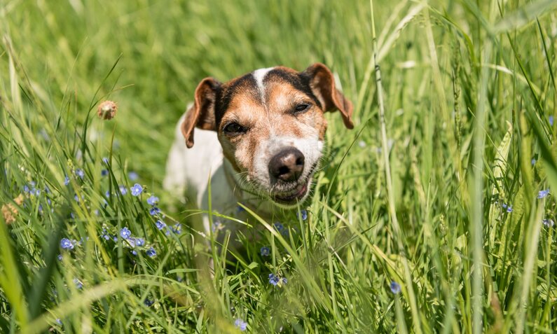 Ein kleiner braun-weißer Hund mit aufmerksamem Blick steht im hohen grünen Gras, umgeben von blauen Wildblumen. | © Adobe Stock / Karoline Thalhofer