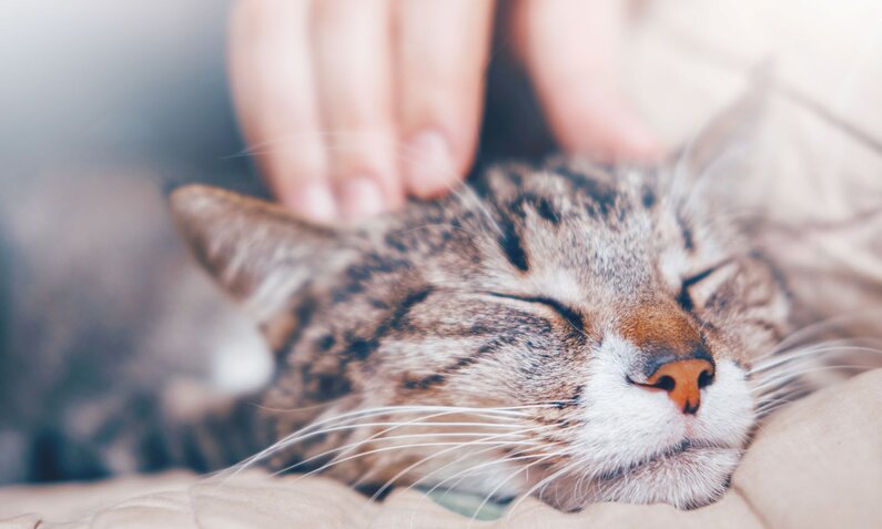 Getigerte Katze mit geschlossenen Augen liegt entspannt auf einer Decke, während eine Hand sie sanft streichelt. | © Adobe Stock / denisval