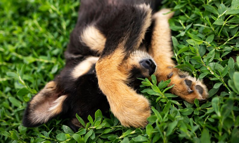 Ein Welpe mit schwarzem und braunem Fell liegt spielerisch auf grünem Gras und bedeckt sein Gesicht mit den Pfoten. | © Adobe Stock / Алекс Ренко