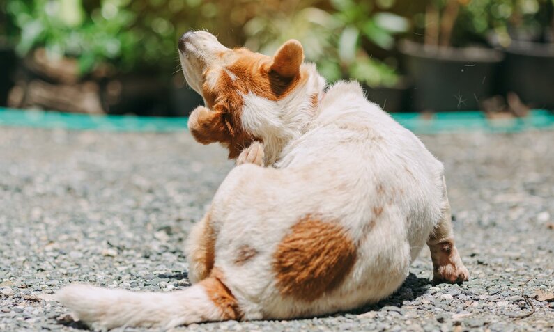 Ein weiß-brauner Hund sitzt auf Kiesboden und kratzt sich mit der Pfote am Nacken, im Hintergrund unscharfe Pflanzen. | © Adobe Stock / nateejindakum