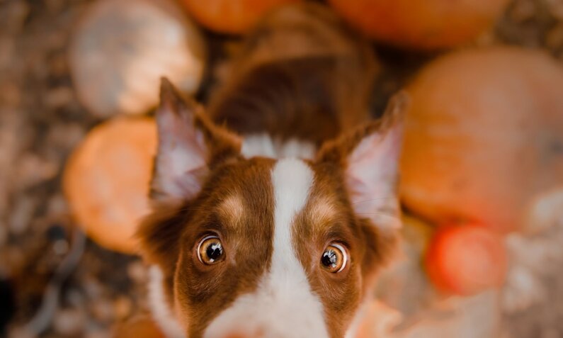 Nahaufnahme eines Hundekopfs mit aufmerksamem Blick, im Hintergrund herbstliche Kürbisse in warmen Farbtönen. | © Adobe Stock / OlgaOvcharenko