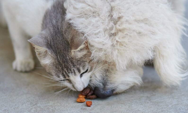 Eine grau-weiße Katze und ein kleiner, lockiger Hund fressen gemeinsam Trockenfutter auf einem Betonboden. | © Adobe Stock / PixieMe