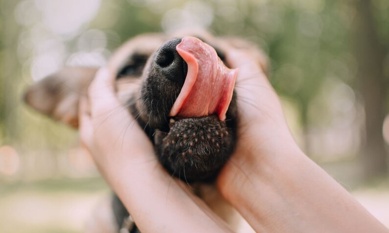 Eine Person hält den Kopf eines Hundes, während er sich mit herausgestreckter Zunge das Maul leckt, vor verschwommenem grünen Hintergrund. | © Adobe Stock / ksuksa