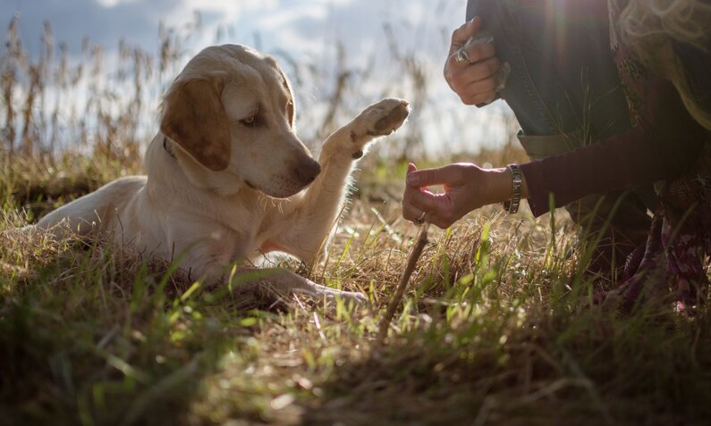 Hund hebt aufmerksam seine Pfote, während eine Person in der Nachmittagssonne auf einer Wiese mit ihm interagiert. | © Adobe Stock / tierfotosheinig