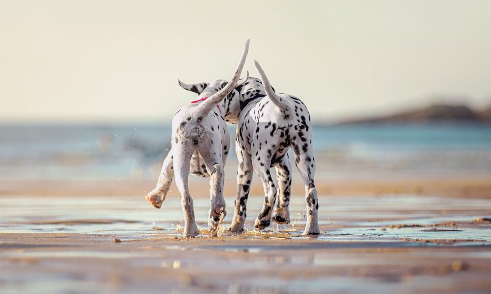 Rückansicht von zwei Dalmatinerwelpen, die fröhlich am Strand entlanglaufen, ihre Schwänze wedeln in der Meeresbrise. | © Getty Images / Alexandra Robins