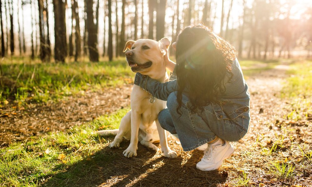 Eine Frau in Jeans und Turnschuhen kniet in einem lichten Wald und streichelt ihren sitzenden Labrador bei Sonnenuntergang. | © Adobe Stock / Konstantin Zibert