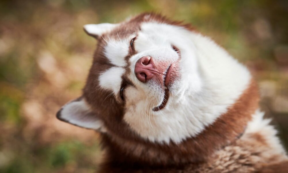 Husky mit braun-weißem Fell neigt den Kopf und blinzelt zufrieden in die Sonne vor unscharfem Hintergrund. | © Adobe Stock / TRAVELARIUM