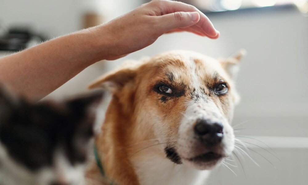 Nahaufnahme eines braun-weißen Hundes, der skeptisch schaut, während eine Hand sanft über seinem Kopf schwebt. | © Adobe Stock / sonyachny