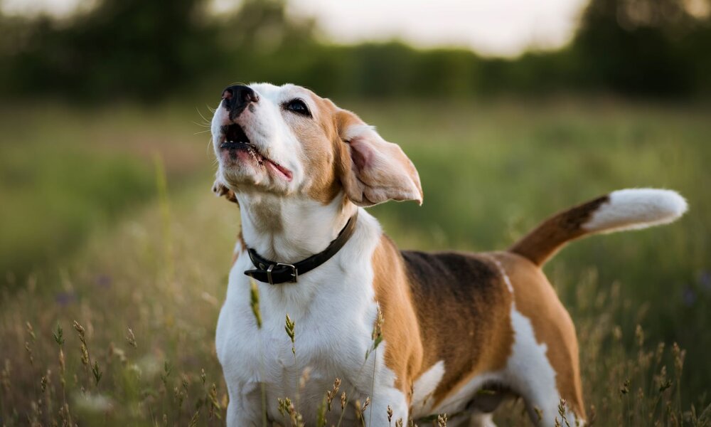 Beagle mit braun-weißem Fell steht bellend auf einer Wiese bei Sonnenuntergang. | © Adobe Stock / GarkushaArt