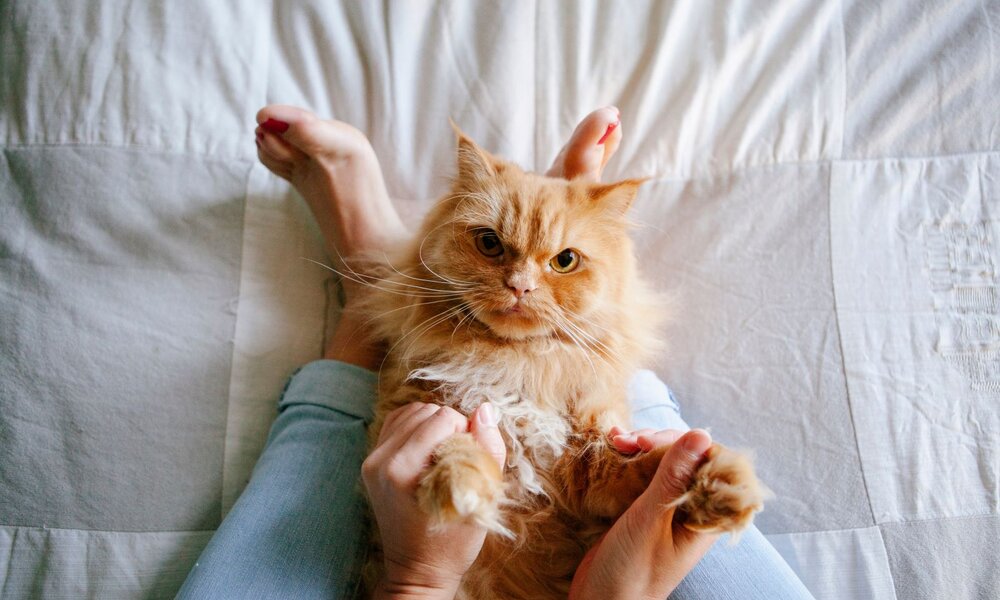 Flauschige orange Katze mit ernstem Blick liegt auf Rücken zwischen Händen und Füßen einer Person auf weißer Bettdecke. | © Adobe Stock / beavera