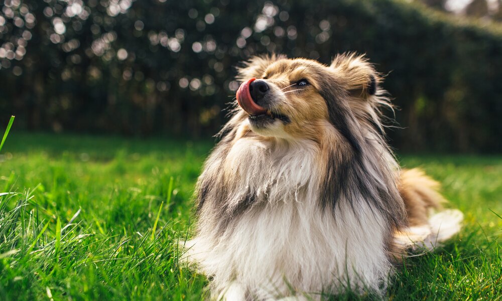 Ein Collie mit langem, dichtem Fell liegt auf einer Wiese und leckt sich mit der Zunge über die Nase bei sonnigem Wetter. | © Getty Images/Alex Walker