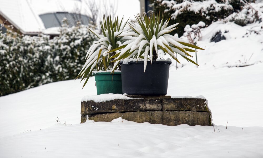 2 Pflanzenkübel bedeckt mit Schnee | © Adobe Stock/ Sonja Birkelbach