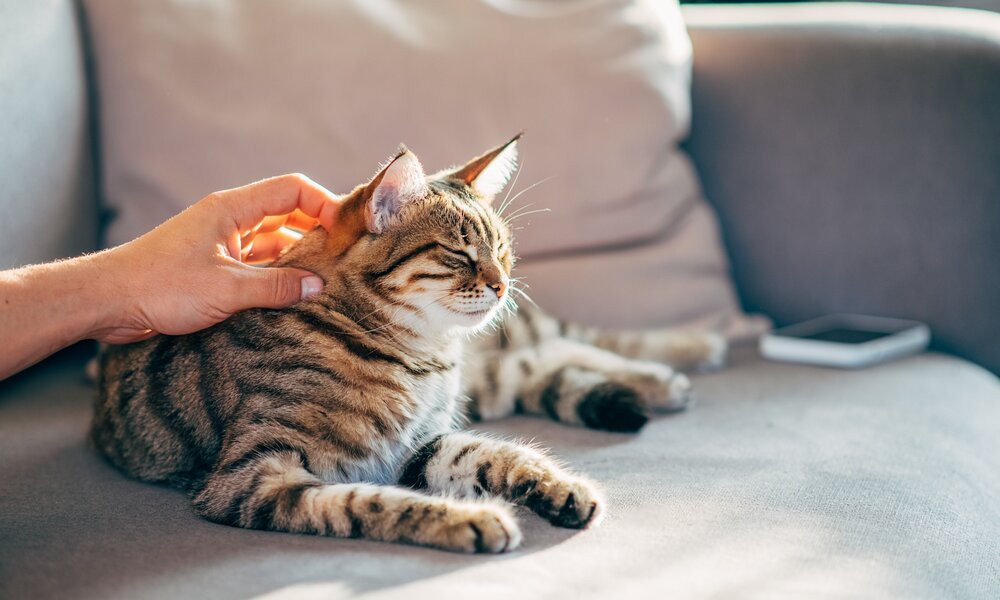 Eine Katze liegt auf dem Sofa und wird gestreichelt. | © Getty Images/Kseniya Ovchinnikova