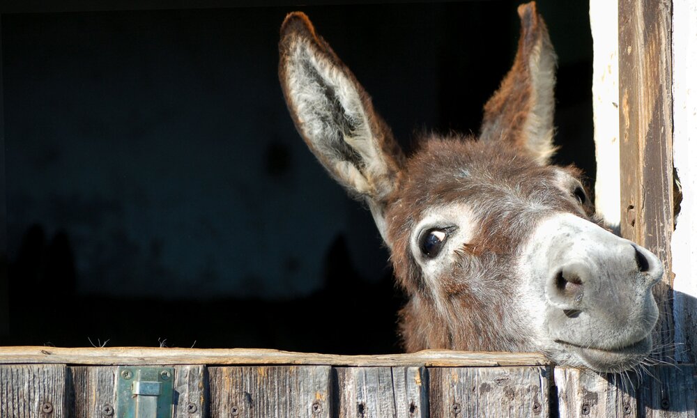 Esel im Stall | © Getty Images/tepic