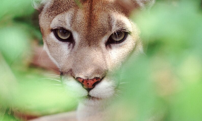 Puma Gesicht Nahaufnahme | © Getty Images/David Sailors
