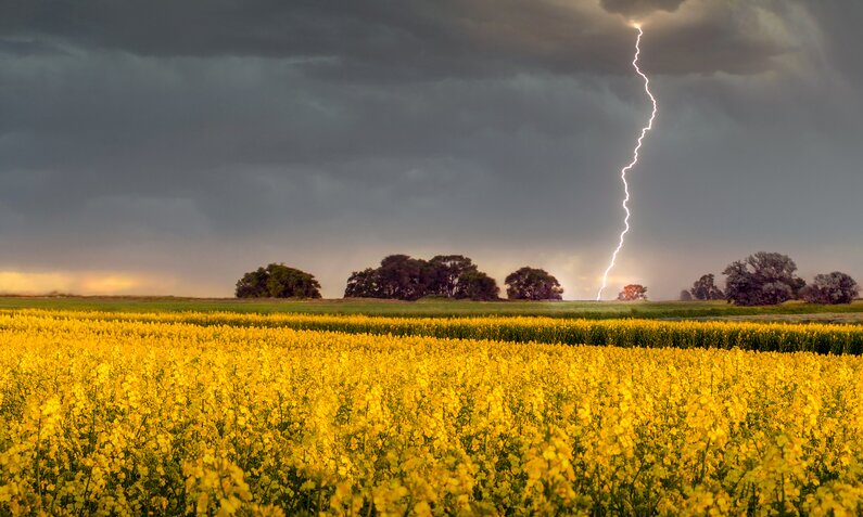 Ein Rapsfeld, im Hintergrund schlägt ein Blitz in einen Baum ein  | ©  Getty Images / Nick Brundle Photography