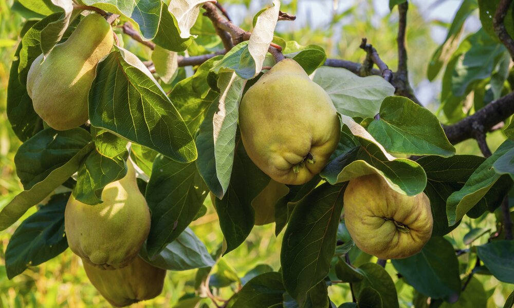 Gelbe Quitten am Baum  | ©  Getty Images / Oliver Helbig