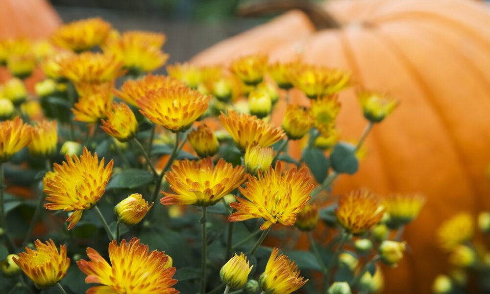  Orange Chrysanthemen, im Hintergrund ein Kürbis | ©  Getty Images / AlpamayoPhoto