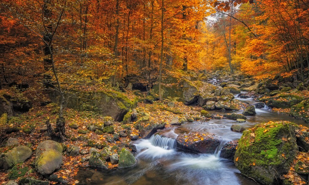 Der Nationalpark Harz | ©  Getty Images / DieterMeyrl