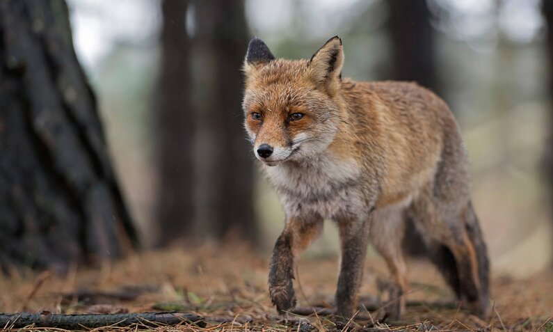 Den größten Teil des Tages wird geschlafen, erst abends ist der Fuchs munter. | © Imago