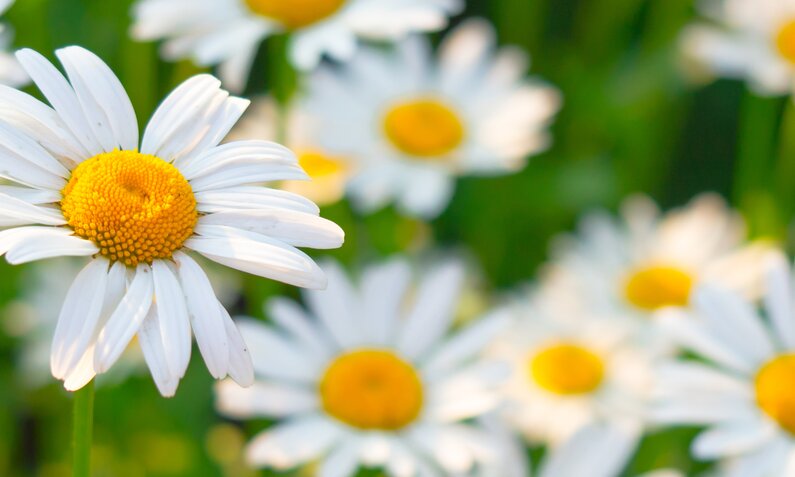 Gänseblümchen auf einer grünen Wiese | © Adobe Stock/ Artsandra