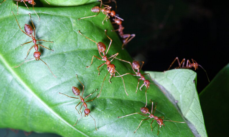 Ameisen auf einem Blatt | © Getty Images/ pumppump