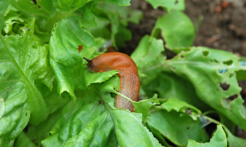 Nacktschnecken fressen Blätter im Beet | © Getty Images/ tepic