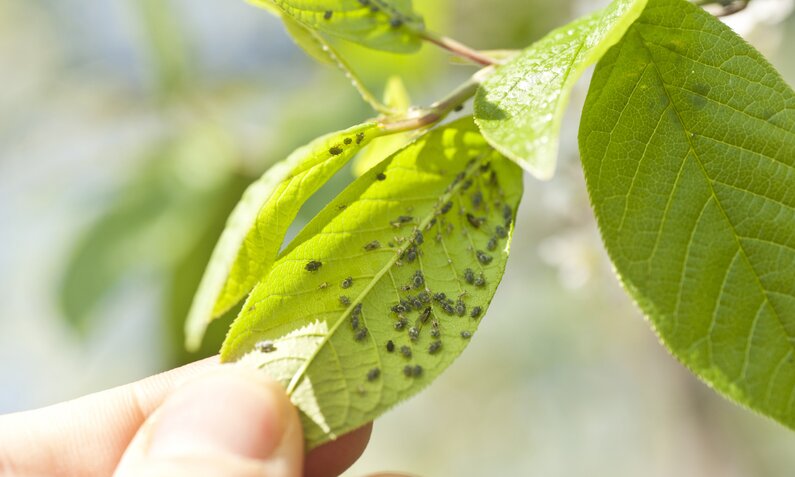 Blattläuse auf Blättern im Garten | © Getty Images/ wakila