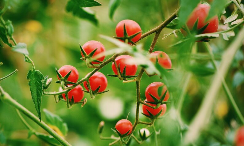 Tomaten am Strauch | © Getty Images/ Emilija Manevska