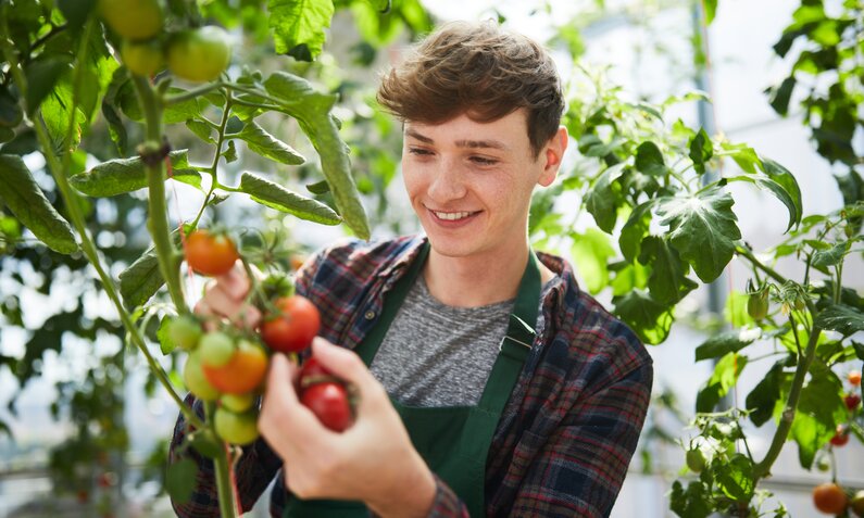 Junger Mann erntet Tomaten | © Getty Images/Luis Alvarez