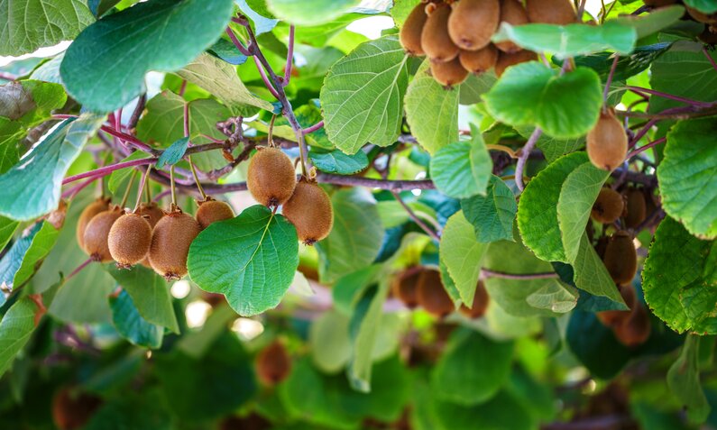 Kiwifrüchte wachsen an einem Baum | © Adobe Stock/ dimakp