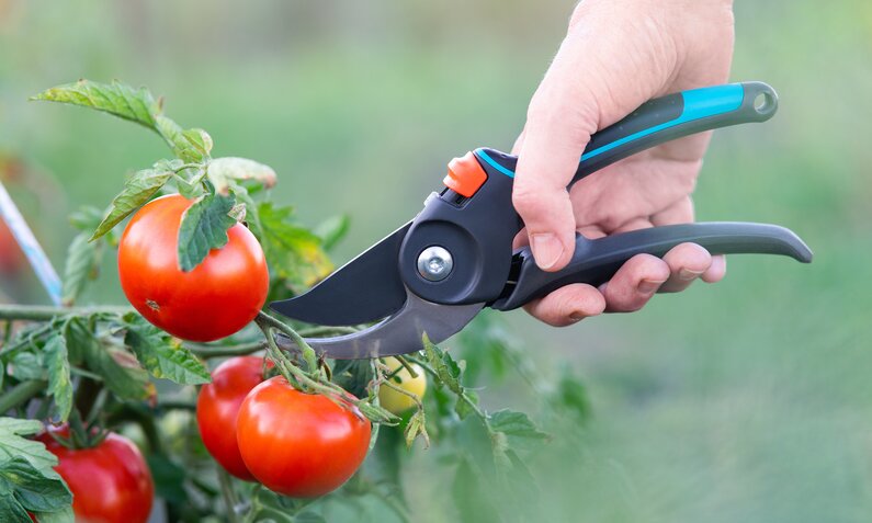 Nahaufnahme einer Hand, die reife rote Tomaten mit einer blauen Gartenschere im Garten erntet. | © Adobe Stock/ Вадим Каштанов