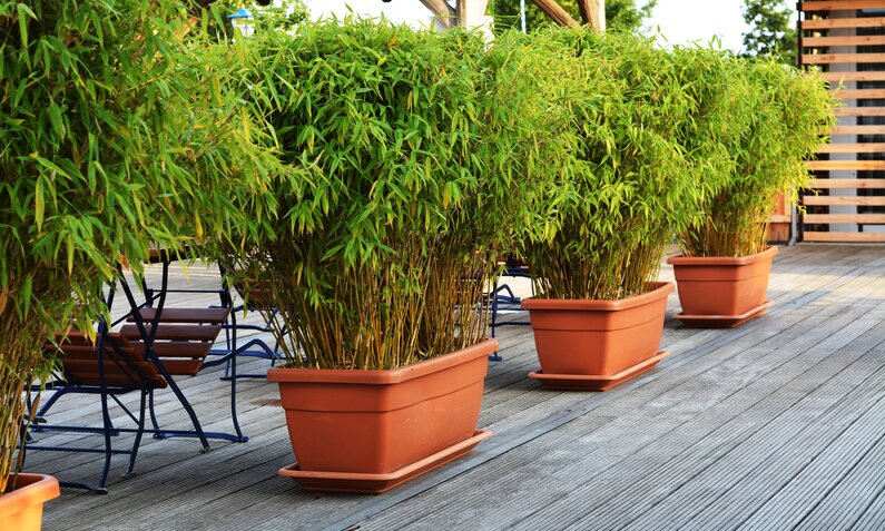 Eine Reihe grüner Bambuspflanzen in terrakottafarbenen Töpfen steht auf einer Terrasse mit Holzdielen. | © Adobe Stock/ doji1989