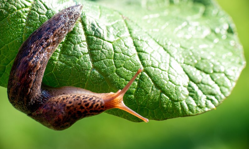 Eine braune Nacktschnecke mit dunklen Flecken kriecht auf einem großen, grünen Blatt im Sonnenlicht. | © Adobe Stock/ Yarkovoy