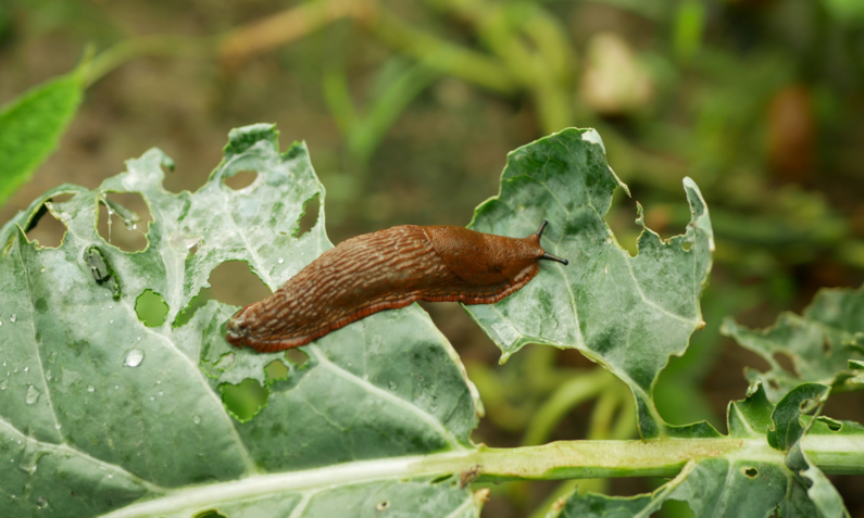 Eine braune Schnecke kriecht über ein durchlöchertes grünes Blatt in einem grünen Garten. | © Adobe Stock/ Tomas Vynikal