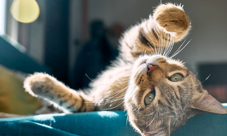Getigerte Katze liegt entspannt auf einem blauen Sofa und hebt spielerisch die Pfote in die Luft. | © Adobe Stock / Caterina Trimarchi