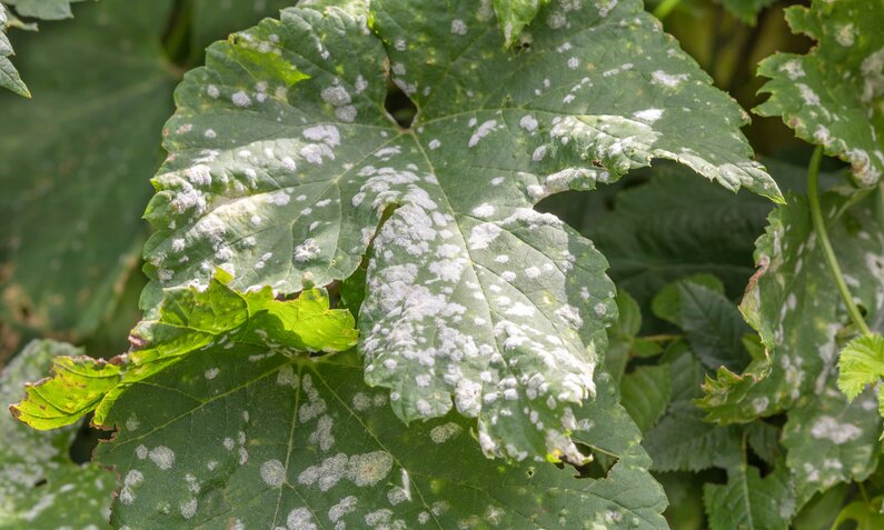 Großes grünes Blatt mit weißem Mehltau-Befall, umgeben von weiteren Blättern im Hintergrund. | © Adobe Stock/ lassi meony