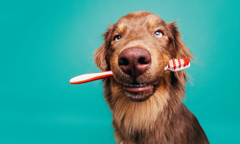 Ein lächelnder Hund mit braunem Fell und blauen Augen beißt eine Zahnbürste vor einem blauen Hintergrund. | © Adobe Stock / Luetjemedia