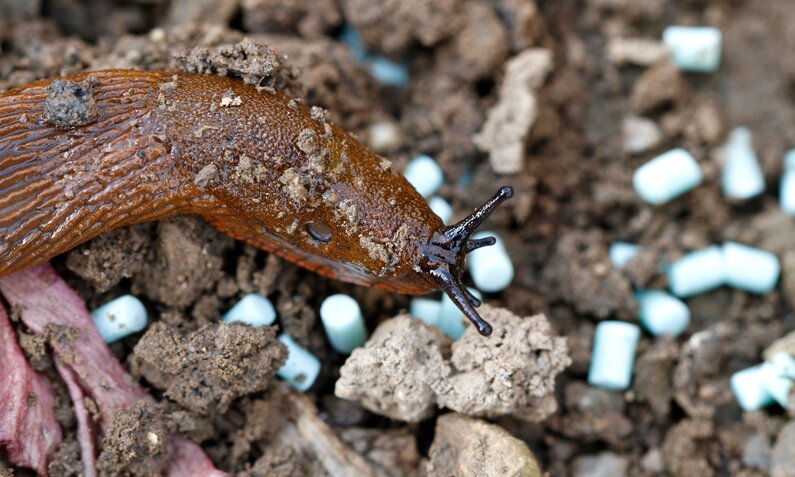 Schnecke kriecht über Boden mit Schneckenkorn | © Adobe Stock/ Bernd Lang