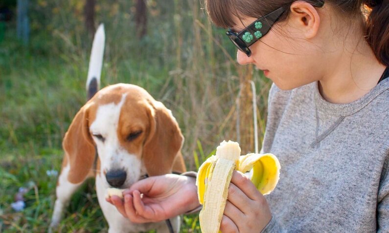 Junge Frau mit Sonnenbrille füttert einen neugierigen Beagle im Gras mit einem Stück Banane. | © Adobe Stock / miras2011