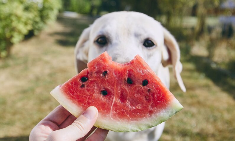 Im Garten hält eine Hand ein Stück Wassermelone vor einen weißen Hund, der aufmerksam durch das Obst blickt. | © Adobe Stock / Chalabala